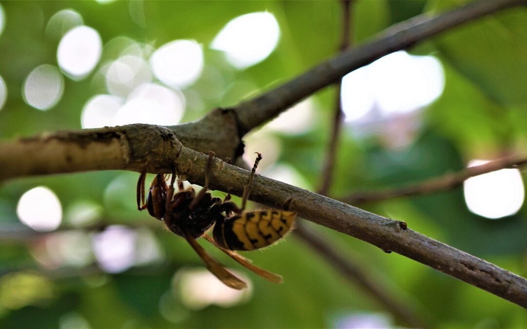 Ateliers de Formation sur la Sécurité Biologique